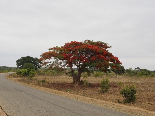 red tree