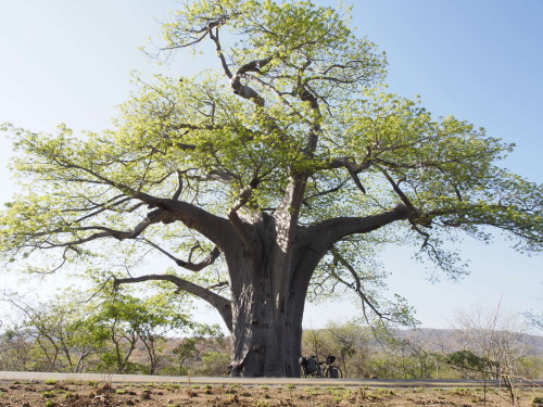 big tree