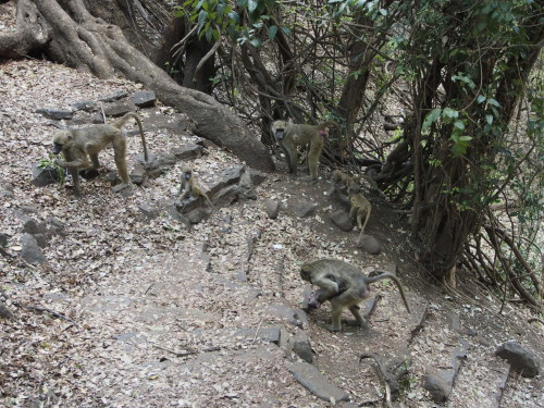 Baboon family