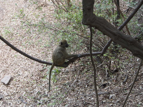 Single Baboon