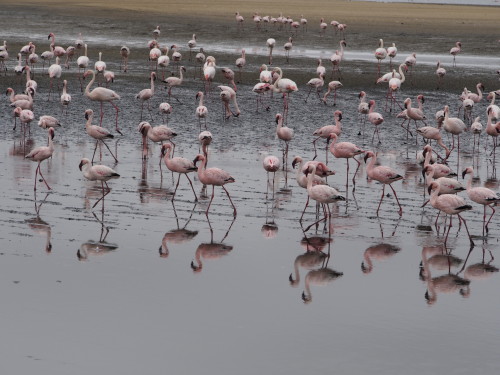 Flamingos in Walvis Bay