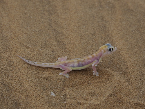 Namib Sand Gecko