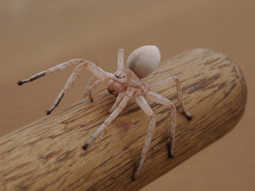 dancing white lady spider