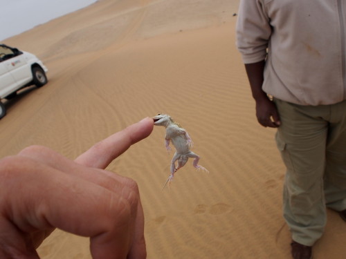 Desert Lizard biting finger