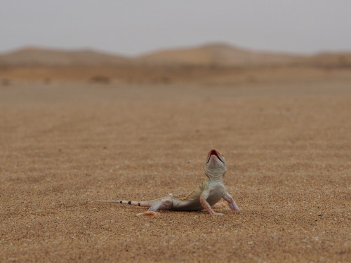 Desert Lizard