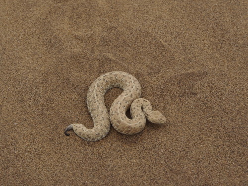 Sidewinder snake