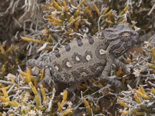 Namaqua Chameleon