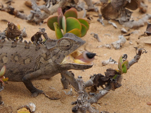 Namaqua Chameleon eating a beetle