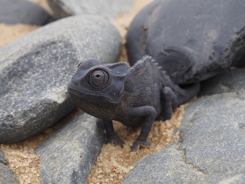 Blue Namaqua Chameleon