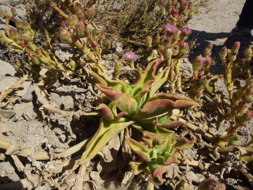 Mesembryanthemum guerichianum