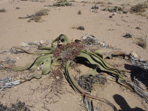 Welwitschia