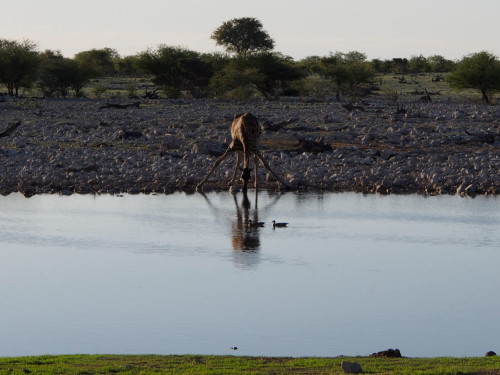 Giraffe drinking