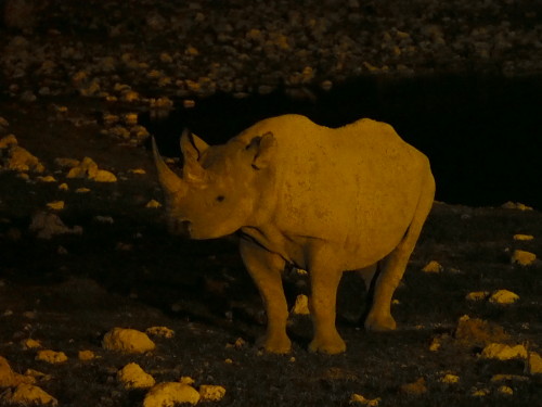 Rhino at night