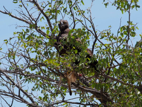 Martial Eagle with prey