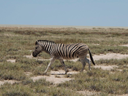 Zebra