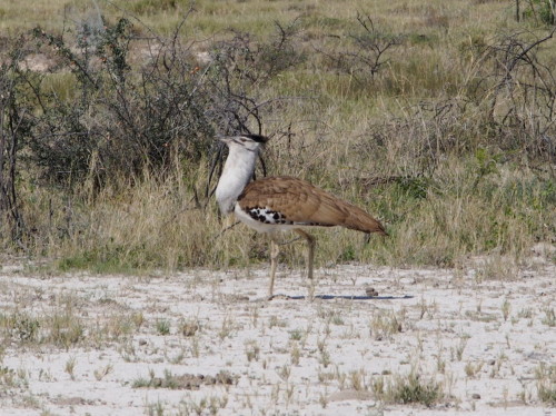 Big neck bird