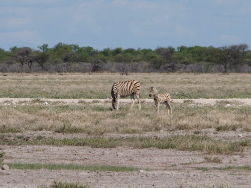 Zebra with young one