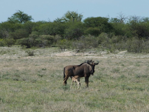 Gnu with young one