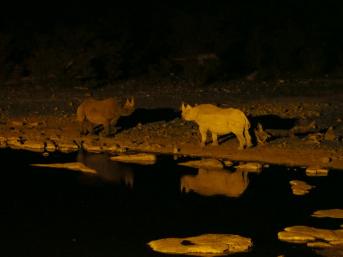 Rhino staring contest