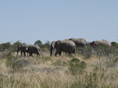 Big Elephant group