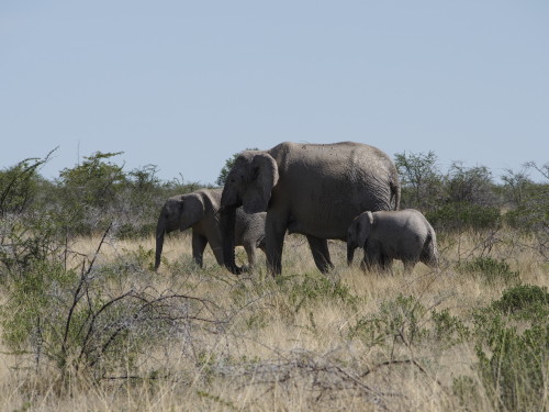 Elephant family