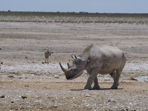 Rhino and Oryx