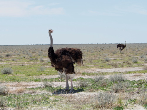 Big Ostriches