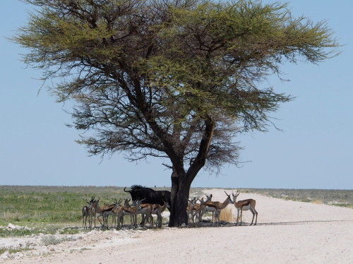 Animals standing in the shade