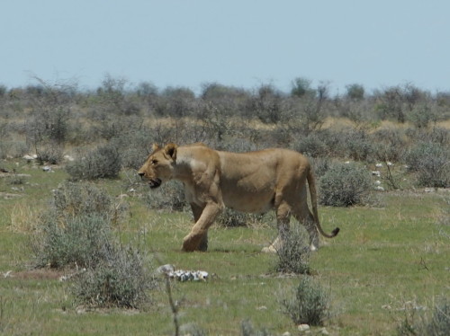 Lioness