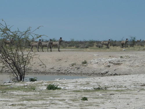 Zebras scared of lion