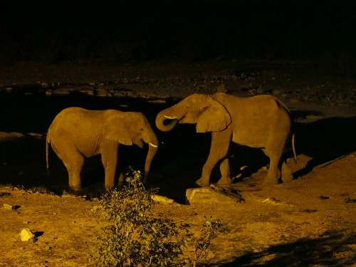 Elephants drinking at night