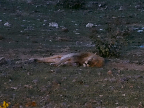 Lion sleeping