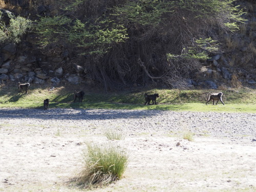 Baboons