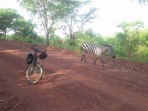 Zebra and bike 2