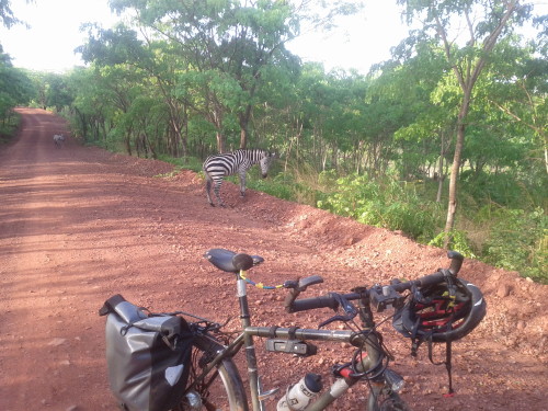 Zebra and bike 1